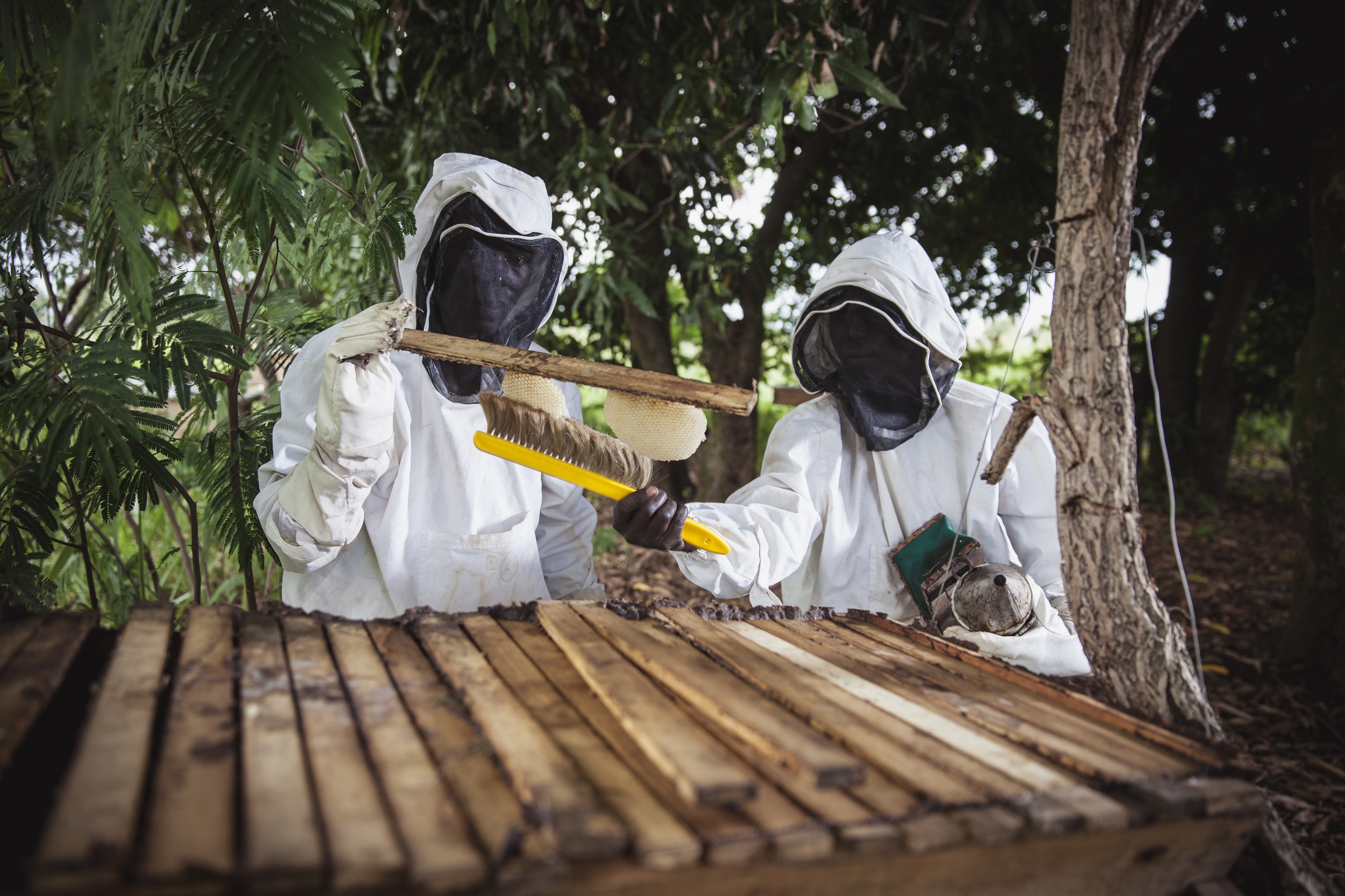 Beekeeping-0179 Kaksi suojapukuihin pukeutunutta henkilöä mehiläskennon parissa työskentelemässä